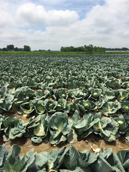 Field of cabbage